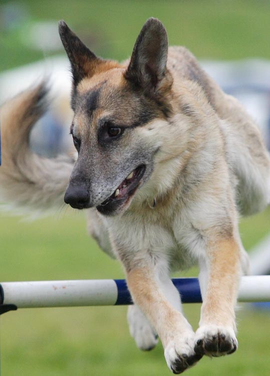 Stirling-Dog-Agility8