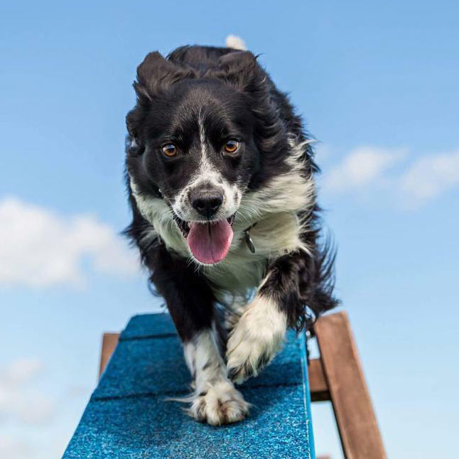 Stirling-dog-agility-A