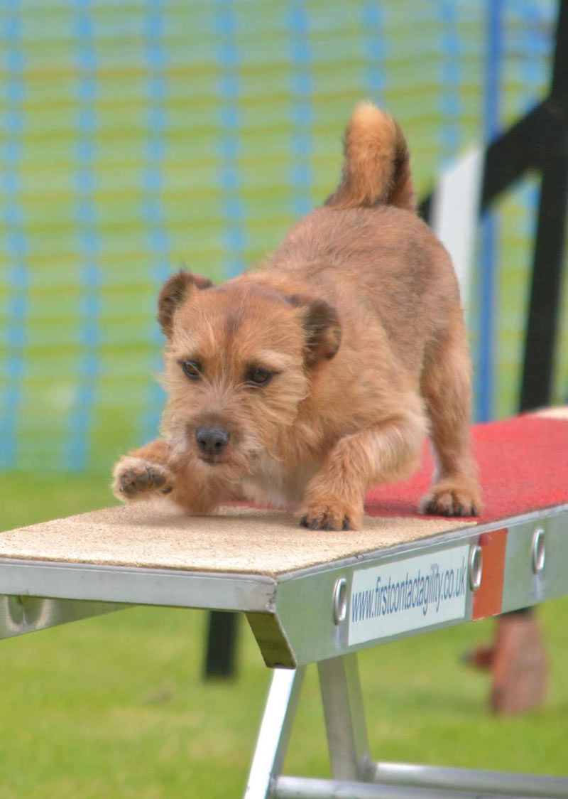 Stirling-dog-agility