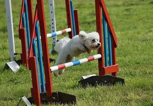 stirling-agility-group-classes